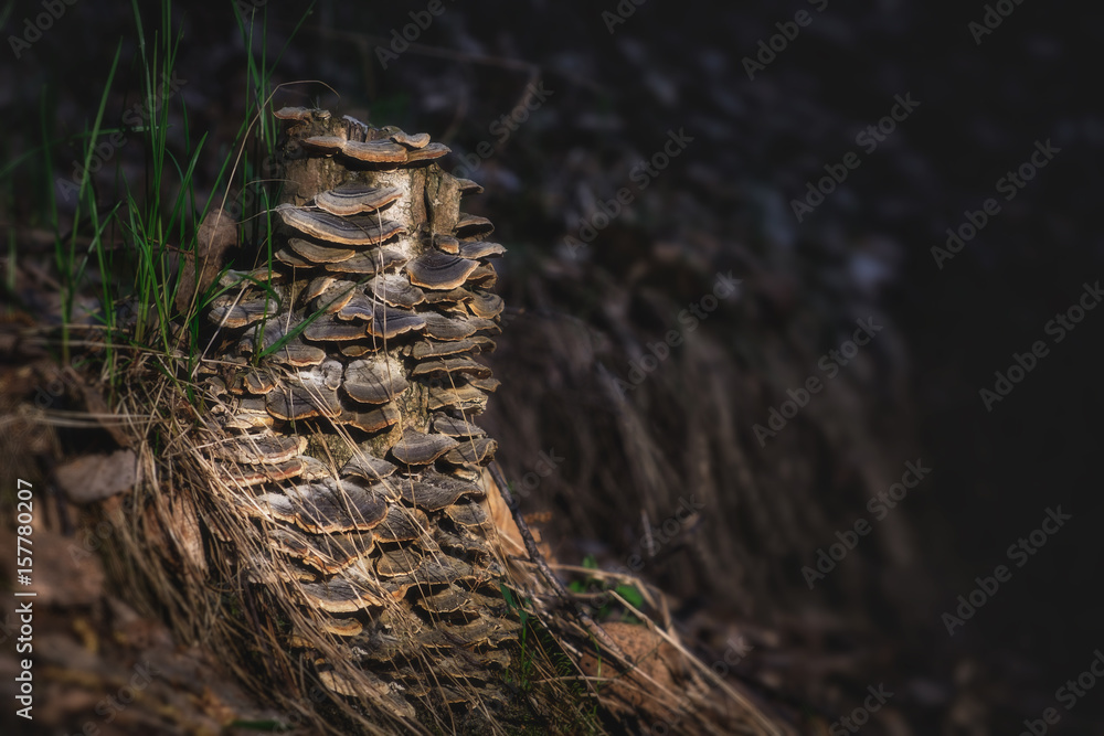 Mushrooms/Mushrooms on a stump in the forest Mushrooms/Mushrooms on a stump in the forest