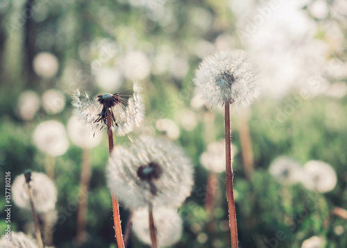 Blowball Field of dandelions