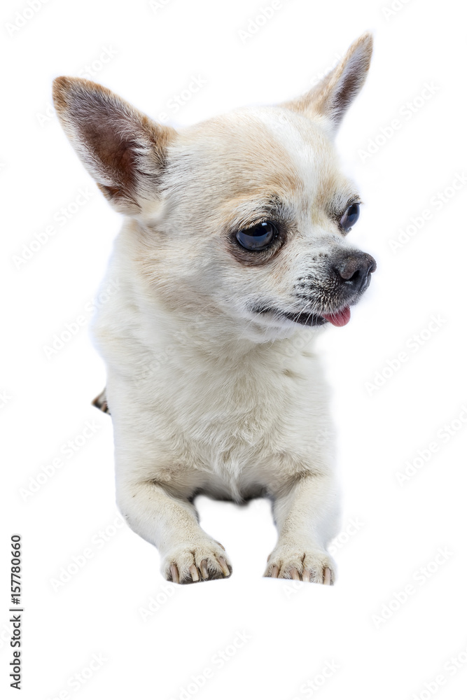 Isolated portrait of chihuahua Isolated portrait of chihuahua