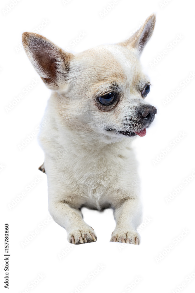 Isolated portrait of chihuahua 