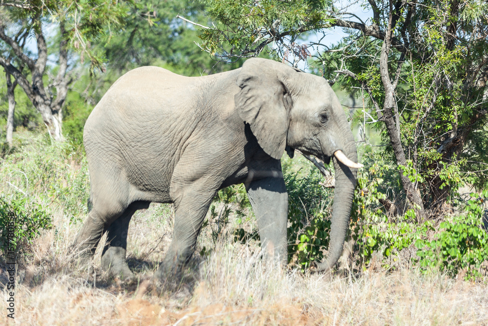 Obraz premium An elephant walking in the bush, South Africa.