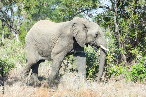 An elephant walking in the bush  South Africa.