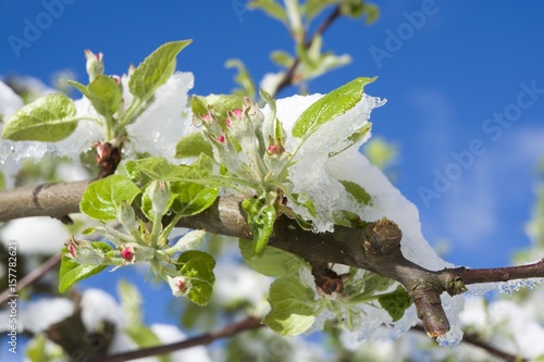 Flowering apple fruit branches covered with snow during the springtime