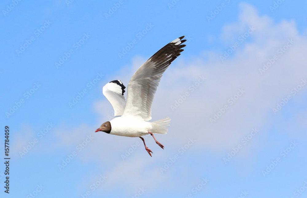 Obraz premium Beautiful seagull flying in the blue sky.