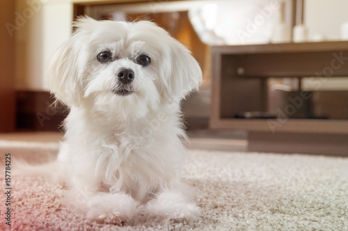 Foto White maltese dog lies on carpet and looking ahead