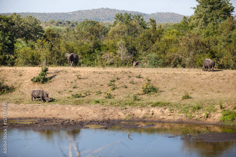 Animals at a water hole, Kruger park, South Africa. Animals at a water hole, Kruger park, South Africa.