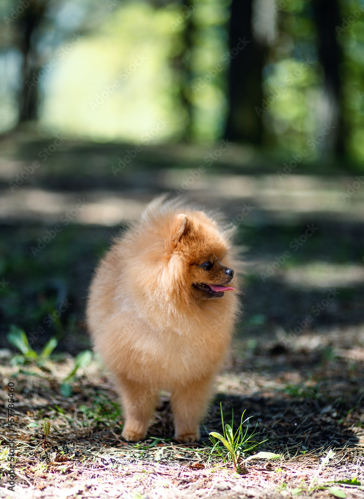 Pomeranian dog walking in a park. Beautiful dog Pomeranian dog walking in a park. Beautiful dog