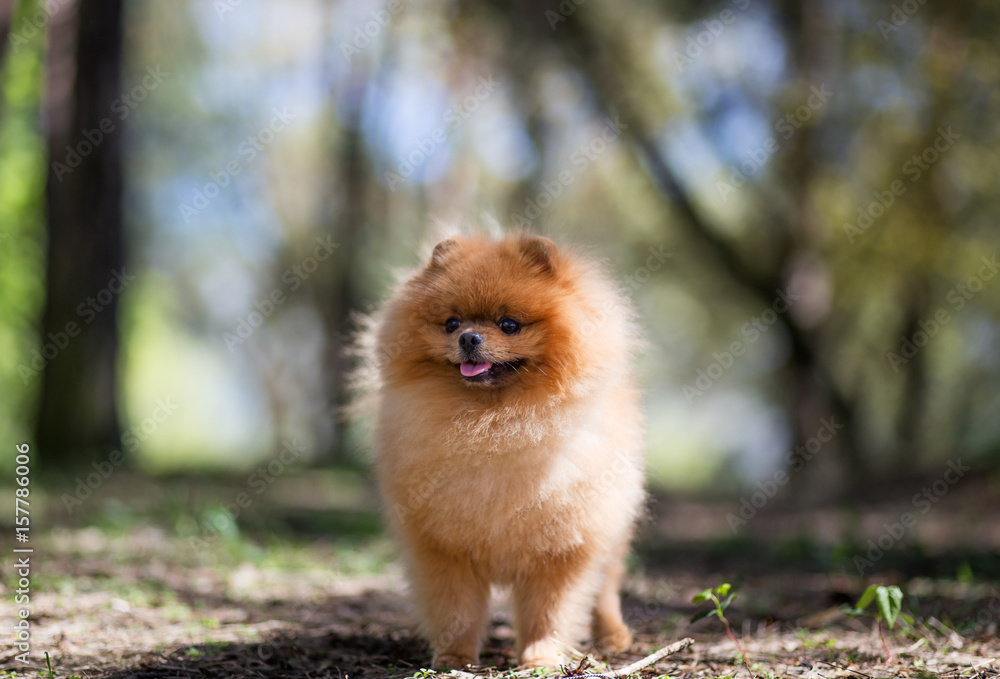 Pomeranian dog walking in a park. Beautiful dog