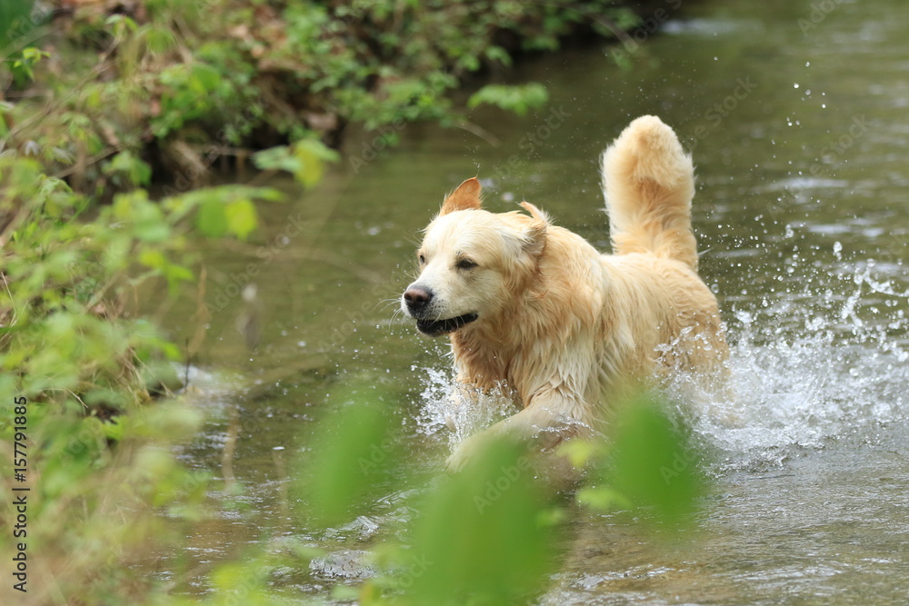 Golden Retriever in einem Bach Golden Retriever in einem Bach