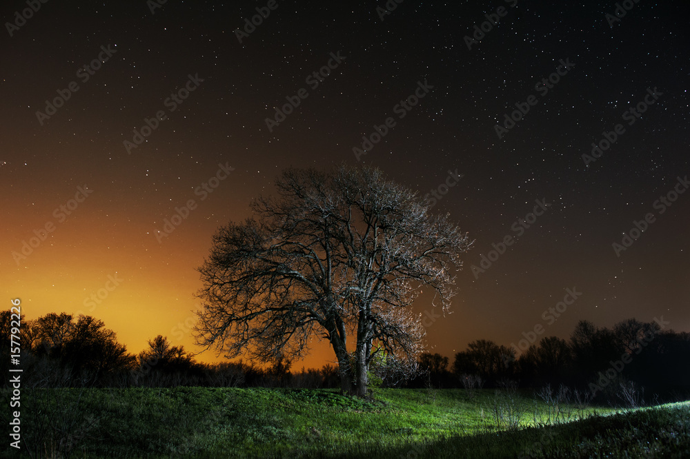Beautiful night landscape. Tree in the background of the night sky Beautiful night landscape. Tree in the background of the night sky