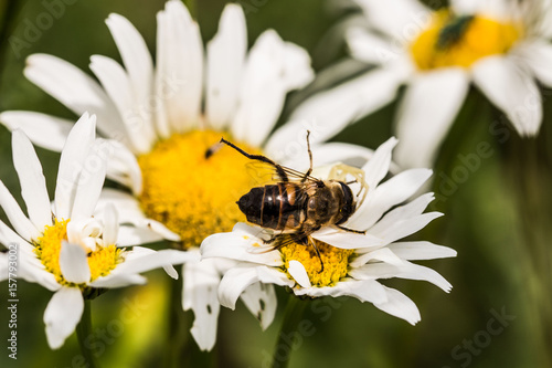 abeille sur pâquerette © isabelle