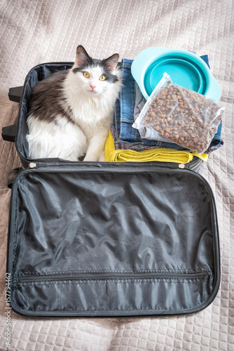 Fototapeta Naklejka Na Ścianę i Meble -  Cat sitting in the suitcase