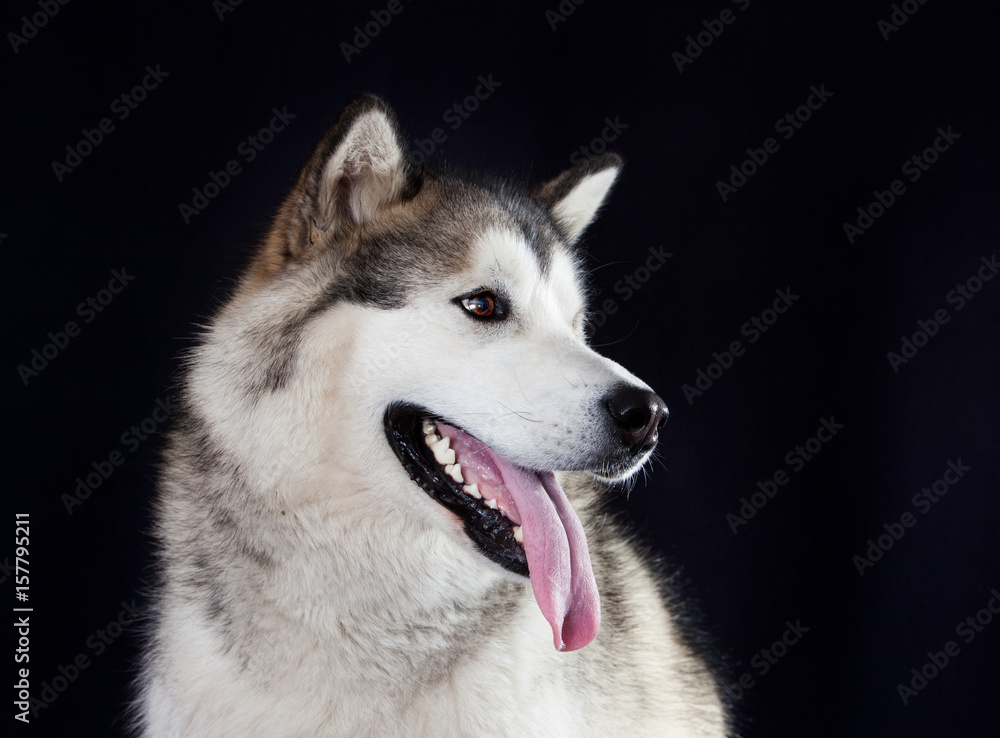 portrait of a dog breed Alaskan Malamute on a black background portrait of a dog breed Alaskan Malamute on a black background
