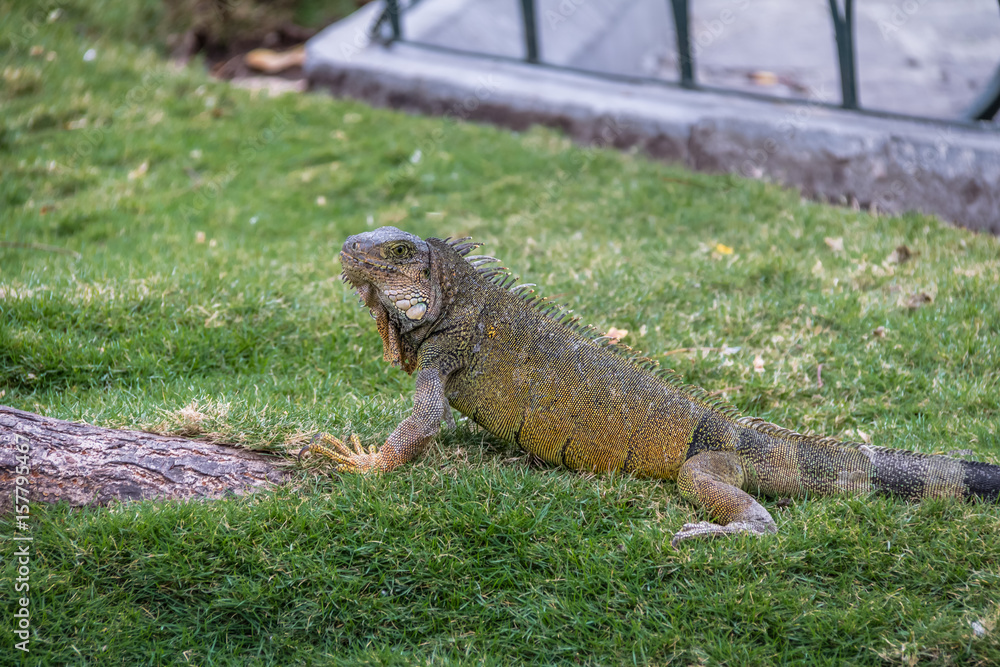 Iguana at Seminario Park (Iguanas Park) - Guayaquil, Ecuador Iguana at Seminario Park (Iguanas Park) - Guayaquil, Ecuador