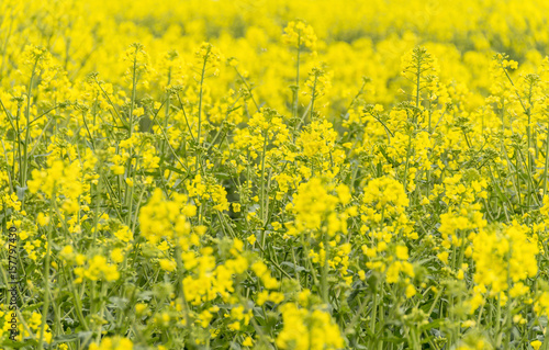 field of rapeseed closeup © PRILL Mediendesign