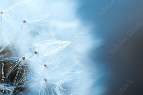 Dandelion macro on a gray blurred background. © prokop.photo