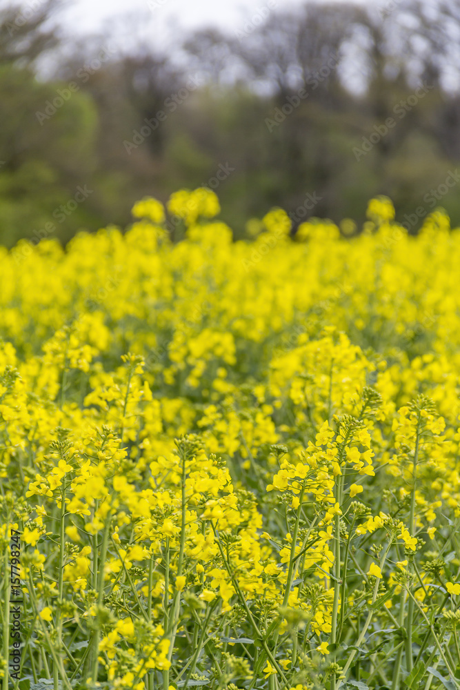 field of rapeseed at spring time