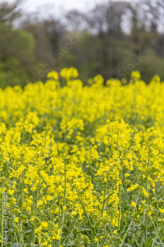 field of rapeseed at spring time
