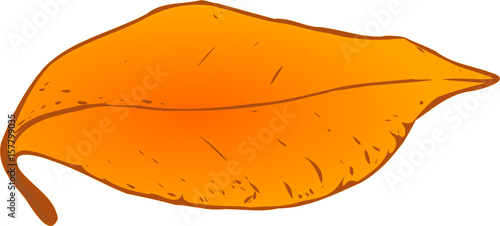 Herbstlaub. Pflanzen Blatt, isoliert. Vektor