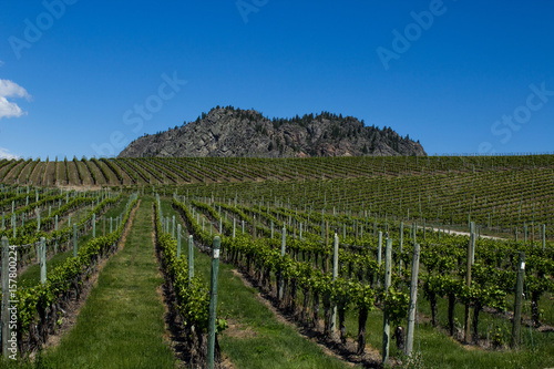Vineyard in Springtime  Rows of Grapes under a blue sky