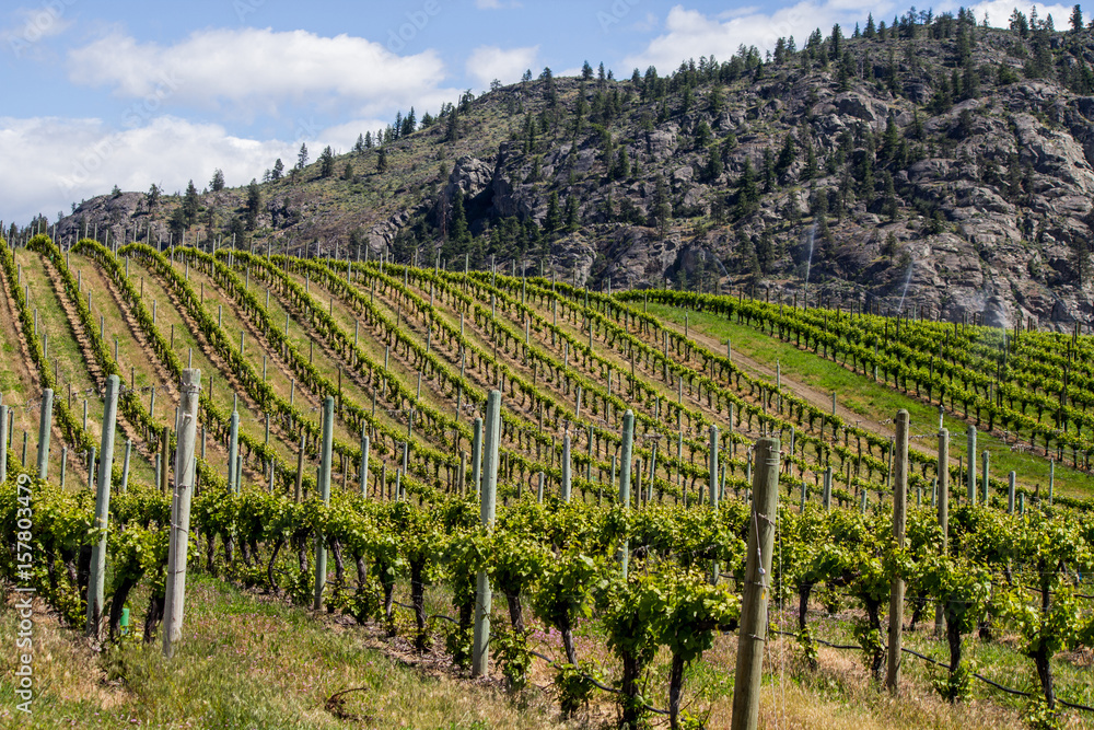 Vineyard in Springtime: Rows of Grapes in a mountain valley