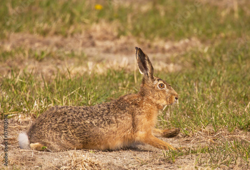 European hare (Lepus europaeus), also known as the brown hare,