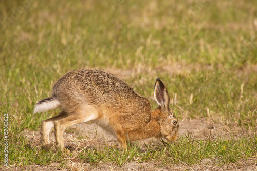 European hare © svenaw