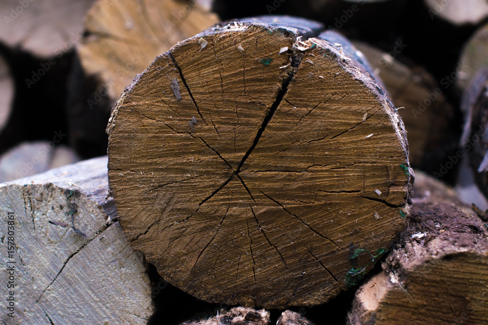 Cross section of the tree macro background. Cross section of the tree macro background.