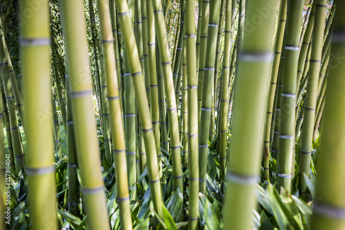 Fototapeta Naklejka Na Ścianę i Meble -  Bamboo stems in the gardens of Villa Melzi d'Eril in Bellagio, Lake Como, Lombardy, Italy.