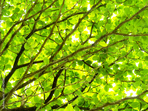 Green leaves on white background.