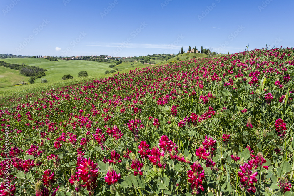 Flowers and green grass on the hills. Orcia Valley, Siena district, Tuscany, Italy.