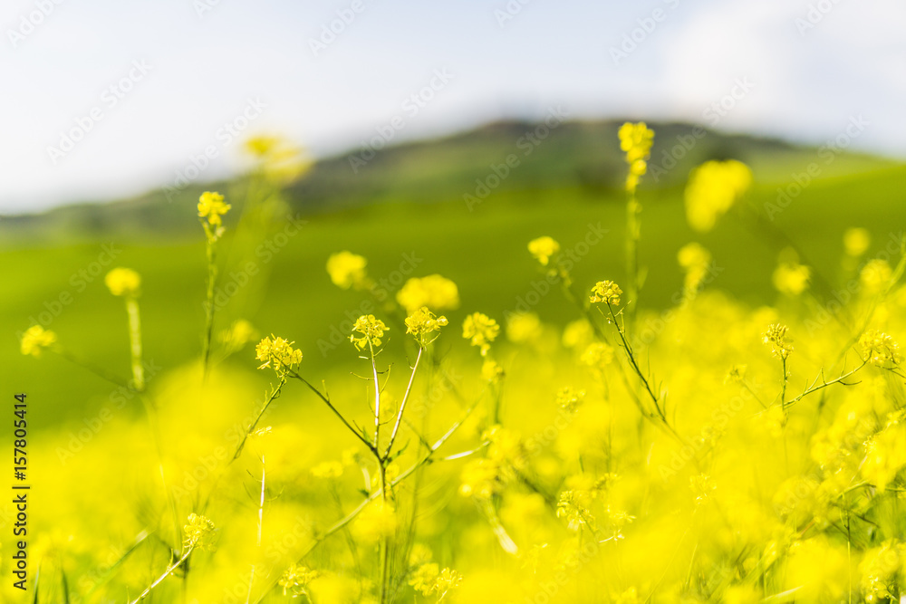 Fototapeta premium Rapeseed flowers. Orcia Valley, Siena district, Tuscany, Italy.