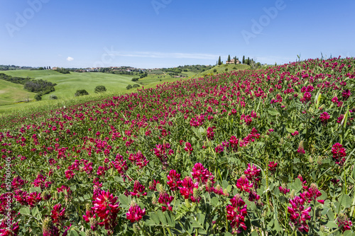 Flowers and green grass on the hills. Orcia Valley, Siena district, Tuscany, Italy.