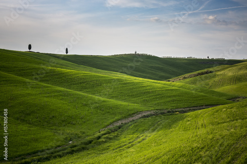 Two cypresses on the hills of Orcia Valley. Siena district  Tuscany  Italy.