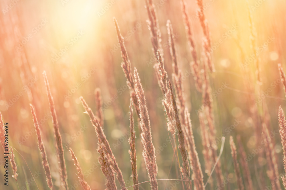 Obraz premium High dry grass, seeds of beautiful grass lit by sunlight