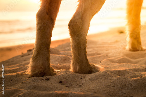 leg's dog on the beach