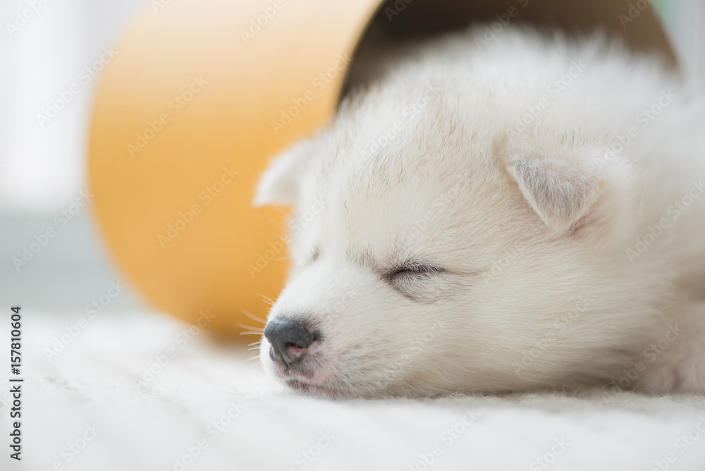 Fototapeta premium Lazy puppy sleeping
