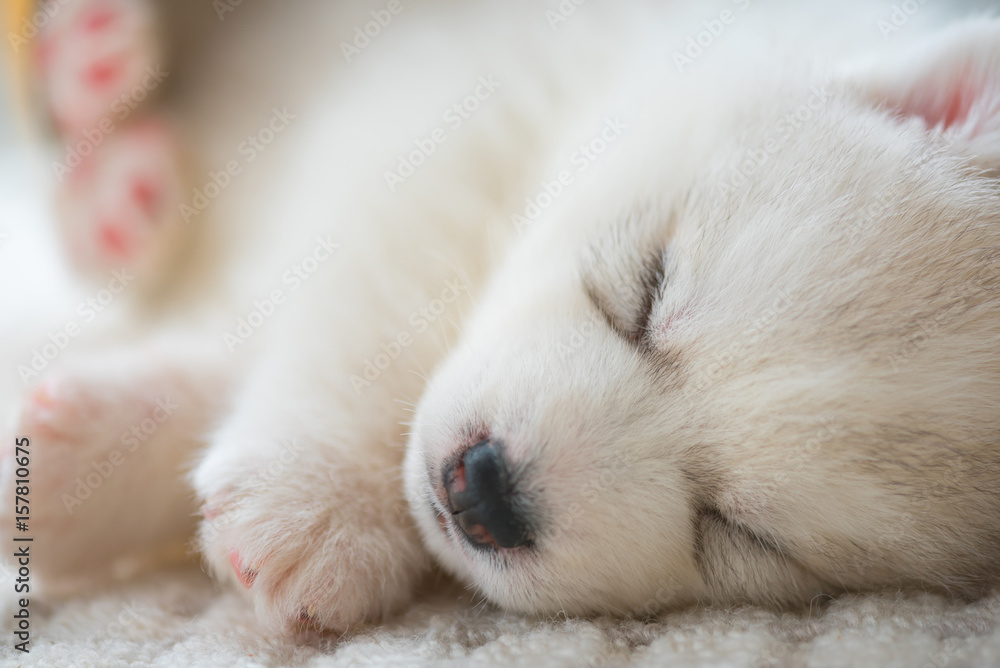 Lazy puppy sleeping Lazy puppy sleeping