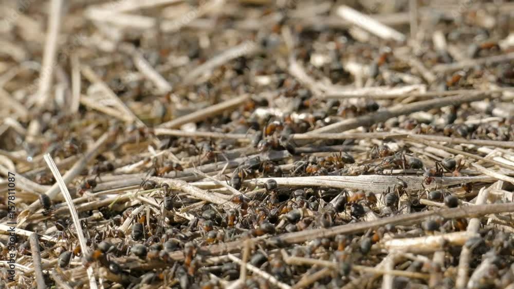 Ants crawling in the anthill. Macro image Ants crawling in the anthill. Macro image