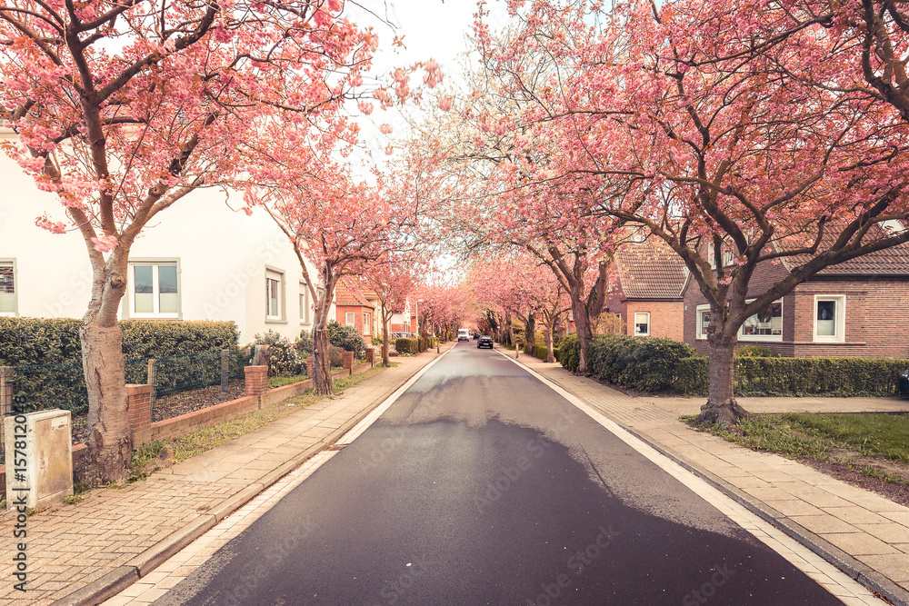 Cherry blossoms in the Baumstrasse in Norden