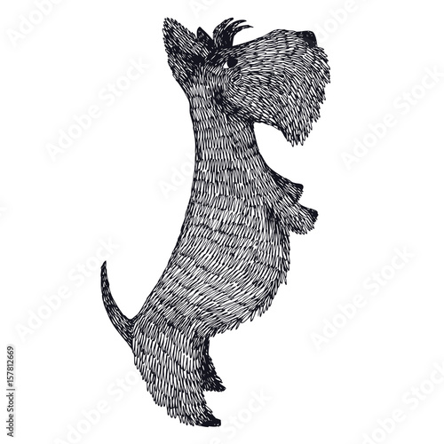 Scottish Terrier Hand drawing Isolated Object