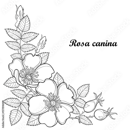 Vector branch with outline Dog rose or Rosa canina, medicinal herb. Flower, bud, leaves and hip isolated on white background. Ornate wild rose in contour style for summer design and coloring book.