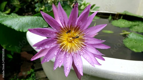 Bee in lotus and Bee group working find pollen on lotus in the day at the morning