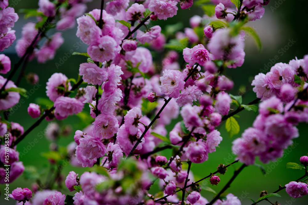 beautiful flowers of sakura blooming tree pink color on branch beautiful flowers of sakura blooming tree pink color on branch
