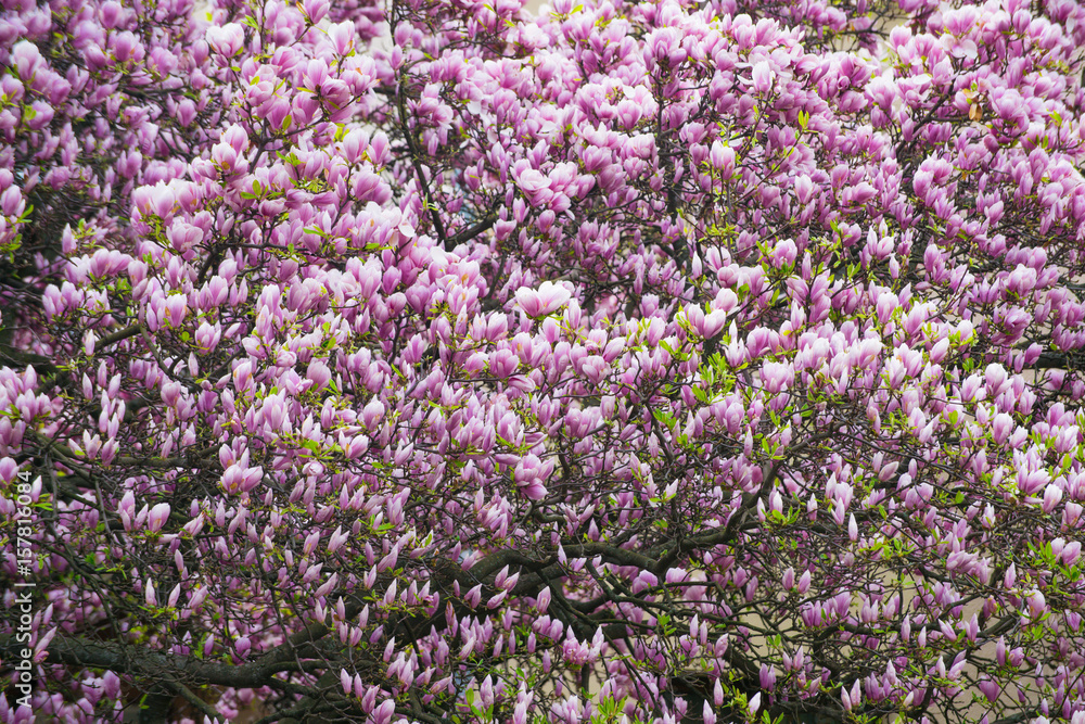 womens or mothers day, spring and summer, nature and environment womens or mothers day, spring and summer, nature and environment