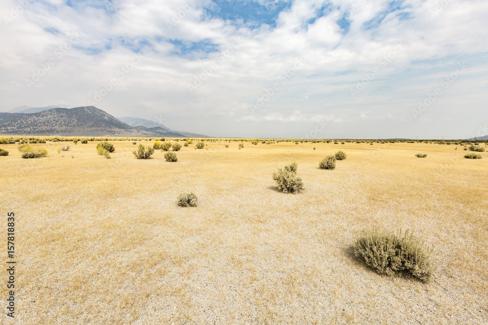 Desert landscape with bushes. Mono County, California, USA.