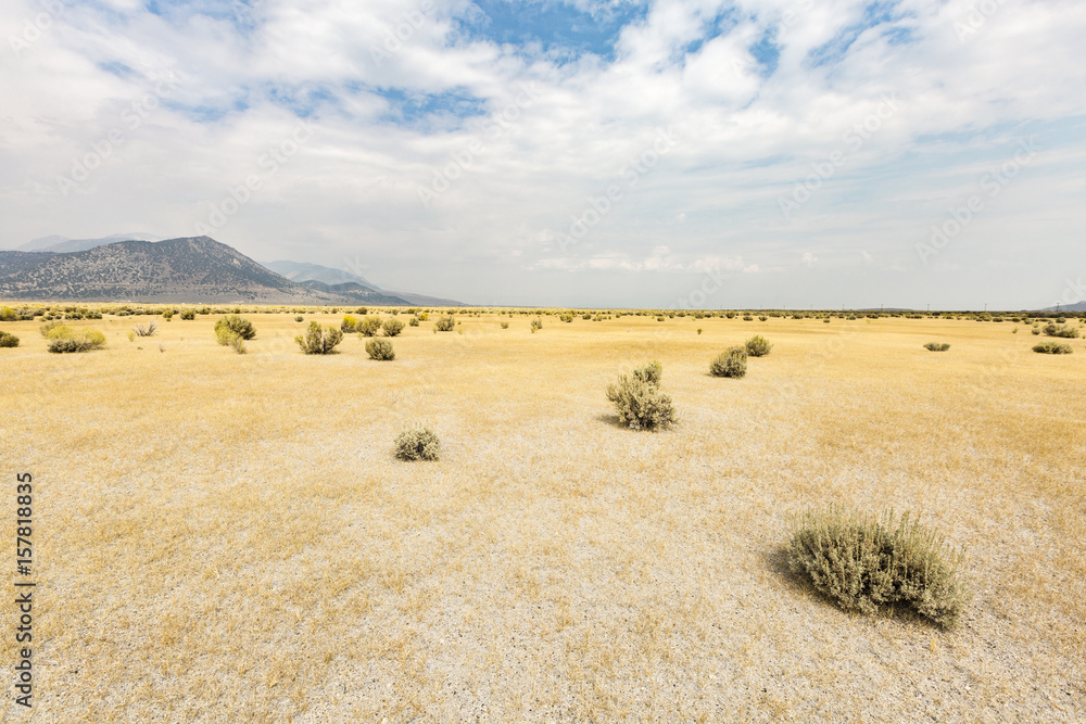 Fototapeta premium Desert landscape with bushes. Mono County, California, USA.