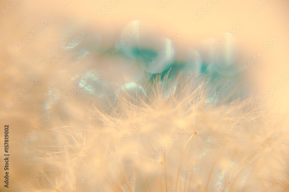 Obraz premium Flower Bokeh