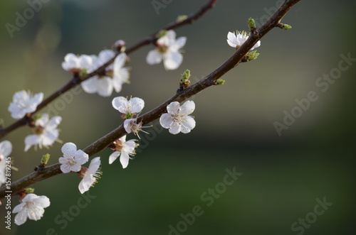 Blooming cherry branch. Beautiful spring flowers.