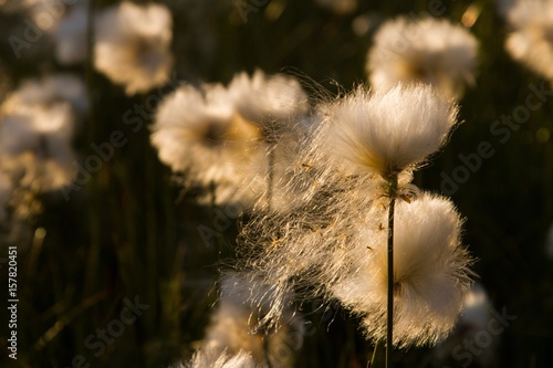 Flowering of Cotton grass blown by the wind © ClickAlps